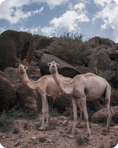 Camels